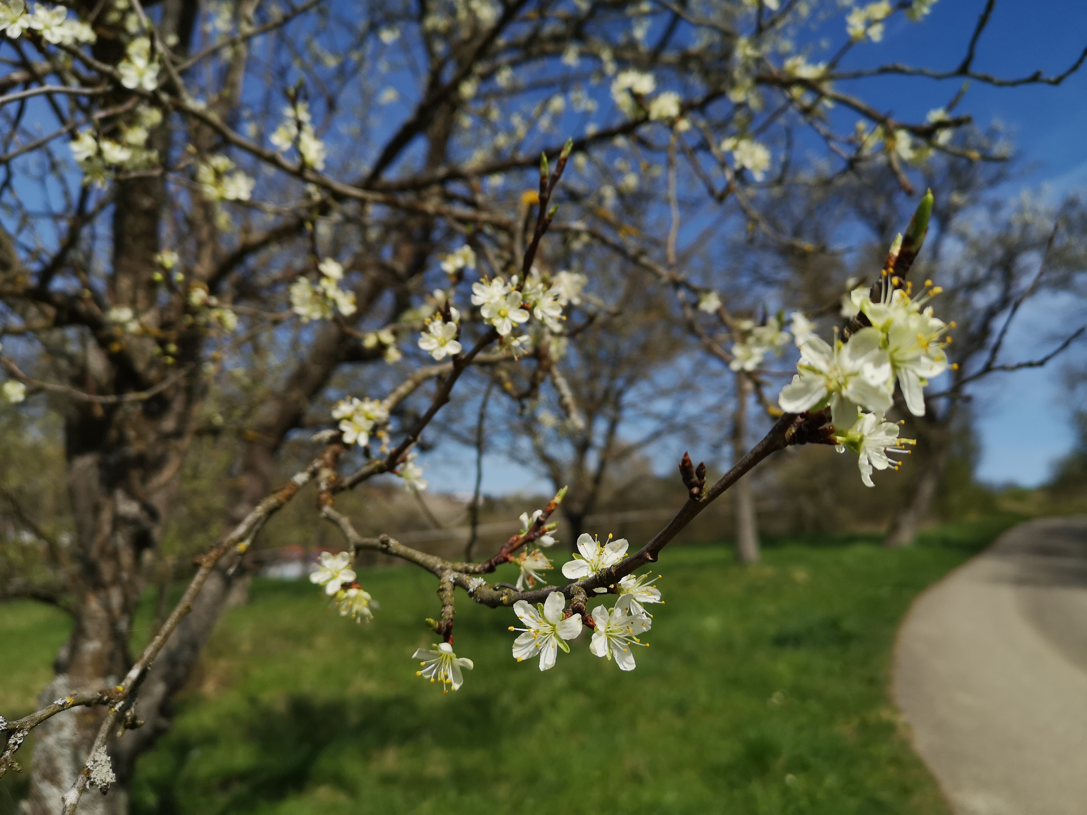  Inspirationen Lehrpfad Obstbaumweg im Frühling 